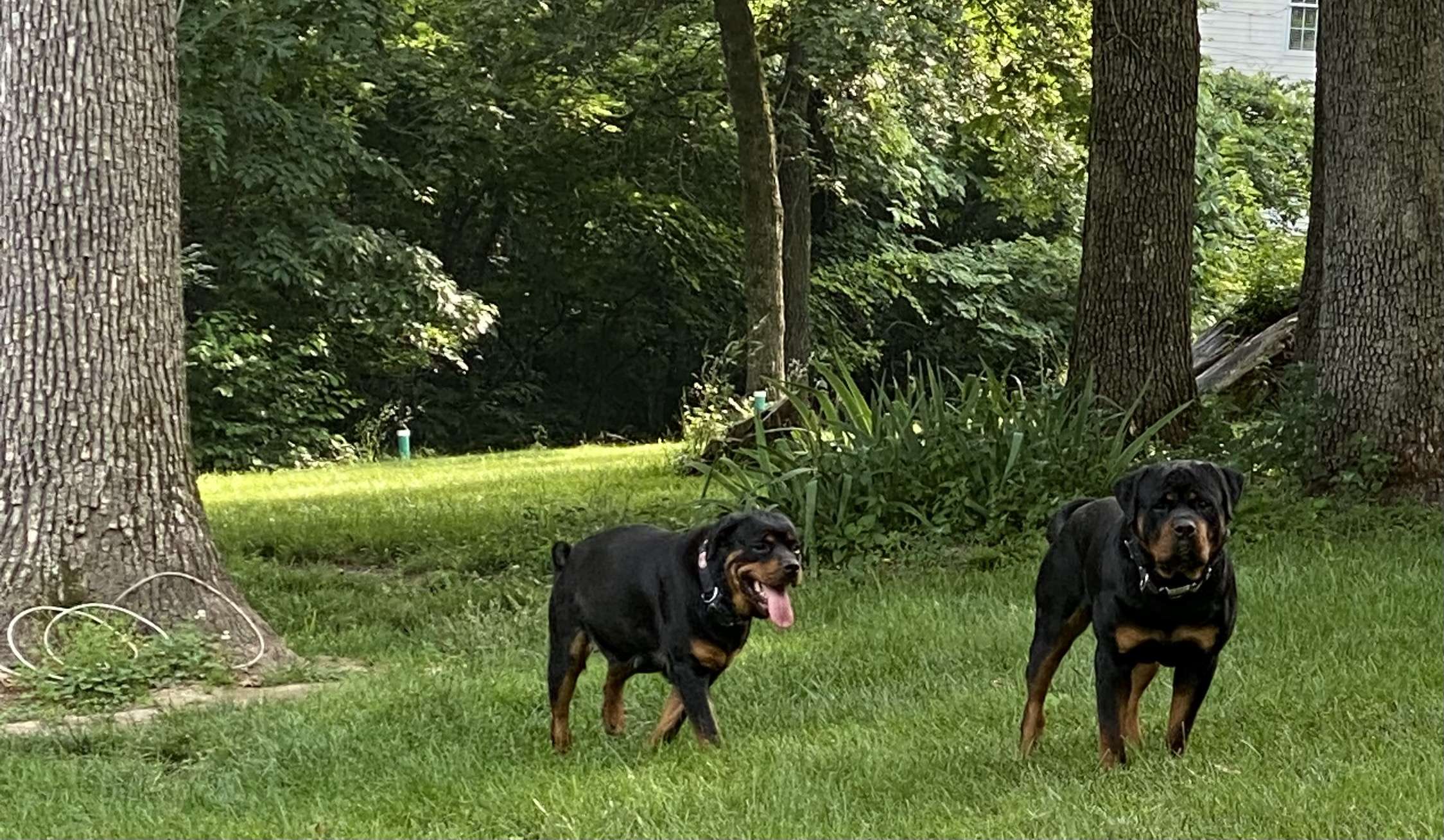 Our Rotties
